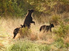 Ursus americanus eremicus