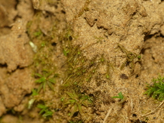 Pleuridium subulatum