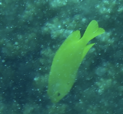 Pomacentrus moluccensis