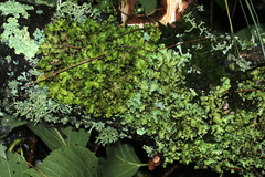 Tuckermanopsis ciliaris