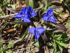 Tradescantia subacaulis
