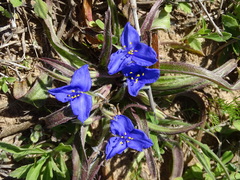 Tradescantia subacaulis