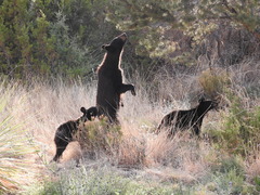 Ursus americanus eremicus