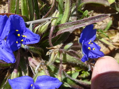Tradescantia subacaulis