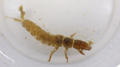 Diplectrona