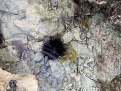 Echinometra lucunter