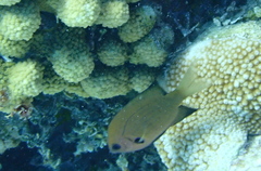Pycnochromis pacifica