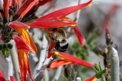 Anthophora centriformis