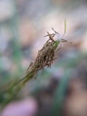Carex triquetra