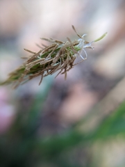 Carex triquetra