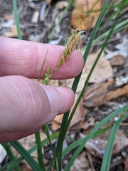 Carex triquetra