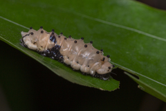 Pompelon marginata