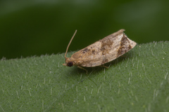 Neocalyptis affinisana