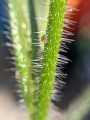 Cryptantha intermedia johnstonii