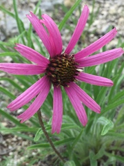 Echinacea tennesseensis