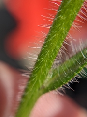 Cryptantha intermedia johnstonii