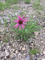 Echinacea tennesseensis