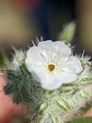 Cryptantha intermedia johnstonii