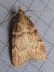Acallis alticolalis