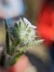 Cryptantha intermedia johnstonii