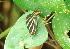 Panthiades bathildis