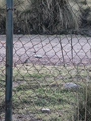 Oriturus superciliosus