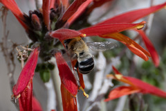 Anthophora centriformis