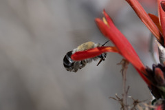 Anthophora centriformis
