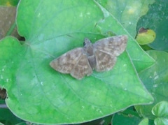 Pellicia arina