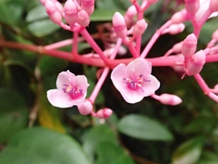 Medinilla speciosa