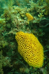 Holopsamma laminaefavosa