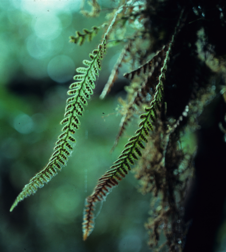 Dasygrammitis brevivenosa (Dasygrammitis brevivenosa)