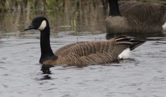 Branta canadensis occidentalis
