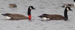Branta canadensis occidentalis
