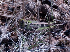 Chortoicetes terminifera
