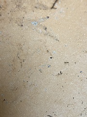 Lepidocyrtus paradoxus