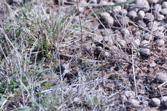 Chortoicetes terminifera