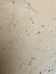 Lepidocyrtus paradoxus