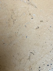 Lepidocyrtus paradoxus