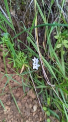 Lithophragma cymbalaria