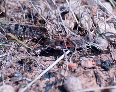 Chortoicetes terminifera