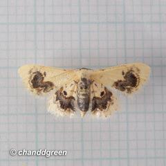 Idaea macrospila