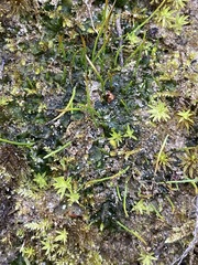 Phaeoceros carolinianus