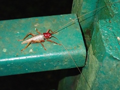 Phlebogryllacris venosa
