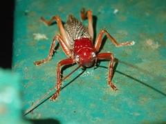 Phlebogryllacris venosa