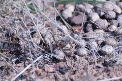 Chortoicetes terminifera