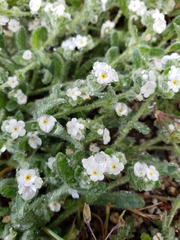 Plagiobothrys collinus californicus