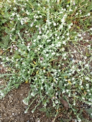 Plagiobothrys collinus californicus