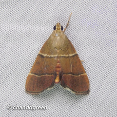 Stemmatophora flavicaput