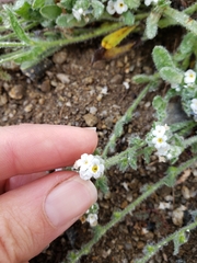 Plagiobothrys collinus californicus
